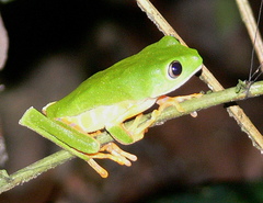 Callimedusa tomopterna
