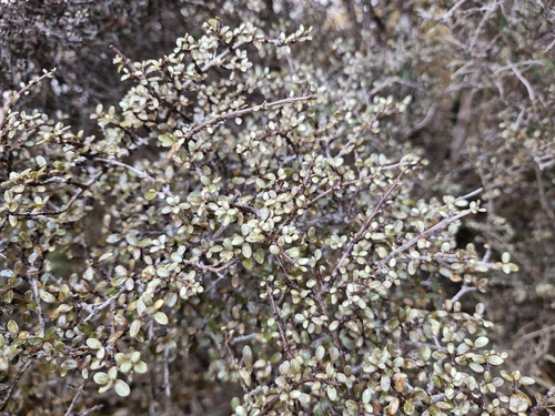 Coprosma dumosa, photograph 4