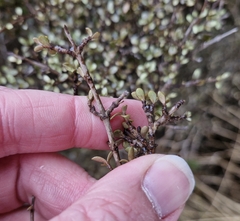 Coprosma dumosa, photograph (c) William Harland, some rights reserved (CC BY)