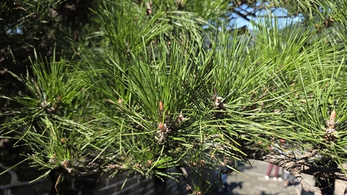 Pinus tabuliformis observed 2026-08-30