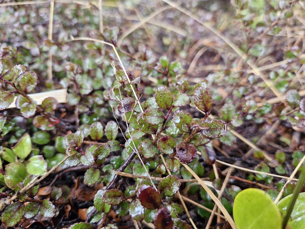 Gaultheria depressa; photograph (c) William Harland, some rights reserved (CC BY)