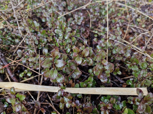 Gaultheria depressa, photograph 4