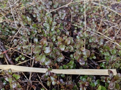 (c) William Harland, some rights reserved (CC BY) Gaultheria depressa, photograph (c) William Harland, some rights reserved (CC BY)