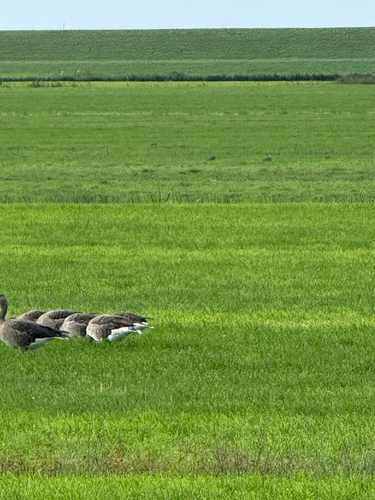 Greylag Goose