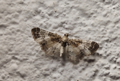 Eupithecia breviculata