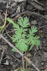 Dicentra cucullaria