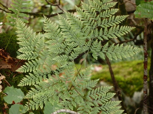 Davallia canariensis, photograph 3
