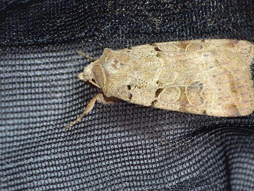 Eugnorisma depuncta