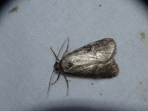 Stilbia anomala