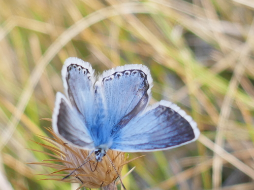 Chalkhill Blue