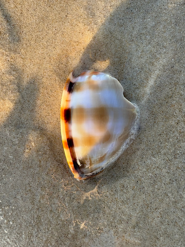 Phalium bandatum observed 2026-09-01