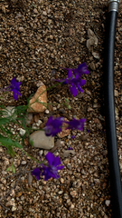 Delphinium consolida