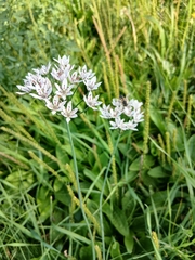 Allium ramosum, photograph (c) Святослав Власенко, some rights reserved (CC BY)