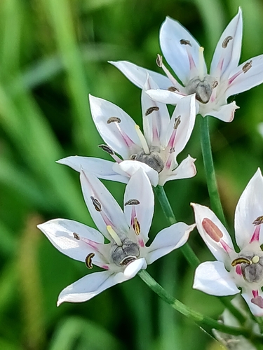 Allium ramosum, photograph 2
