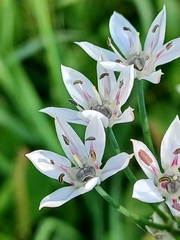 Allium ramosum, photograph (c) Святослав Власенко, some rights reserved (CC BY)