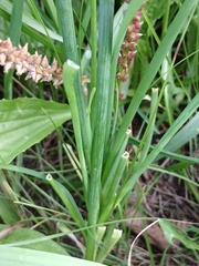 Allium ramosum, photograph (c) Святослав Власенко, some rights reserved (CC BY)