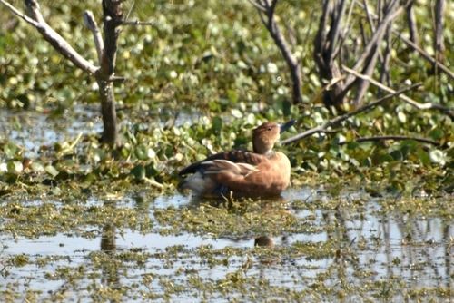 iNaturalist image