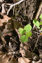 Lonicera reticulata