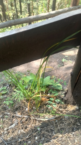 Hemerocallis minor, photograph 5
