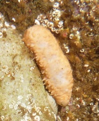 Cladodactyla crocea