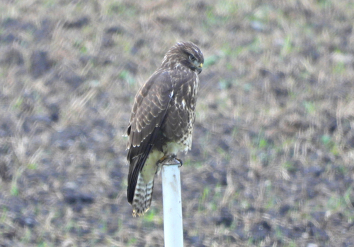 Common Buzzard