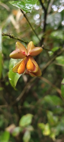 Euonymus indicus observed 2026-09-01