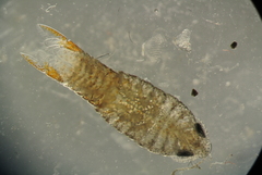 Cymothoidae