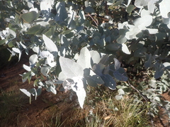 Eucalyptus pruinosa