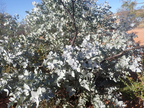 Eucalyptus pruinosa, photograph 1