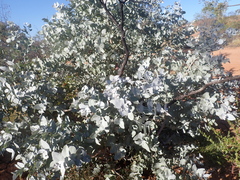 Eucalyptus pruinosa, photograph author not stated, no rights reserved