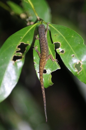 Saproscincus basiliscus, 2026-08-07