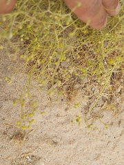 Haplophyllum tuberculatum