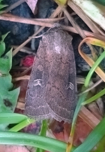Square-spot Rustic