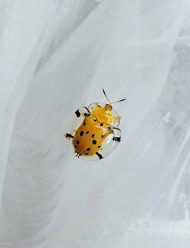 Sweetpotato Leaf Beetle