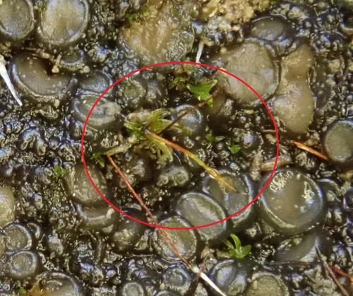 Geheebia tophacea observed 2026-08-16