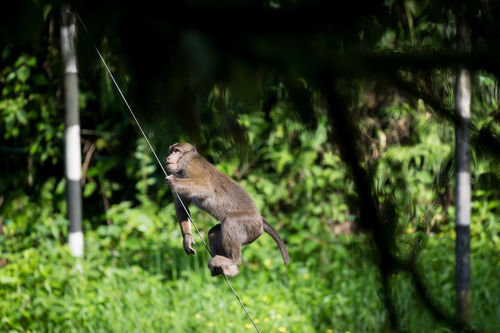 Assam Macaque