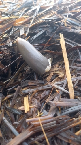 grey inkcap