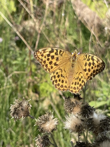 Silver-washed Fritillary