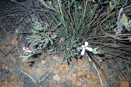 Pelargonium laevigatum, photograph 6