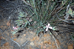 Pelargonium laevigatum, photograph (c) Karen Eichholz, some rights reserved (CC BY)