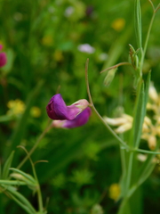 Lathyrus angulatus