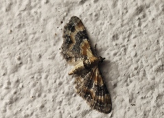 Eupithecia linariata