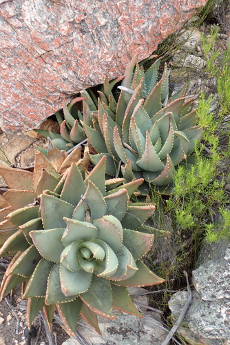 Aloe comptonii, photograph 2
