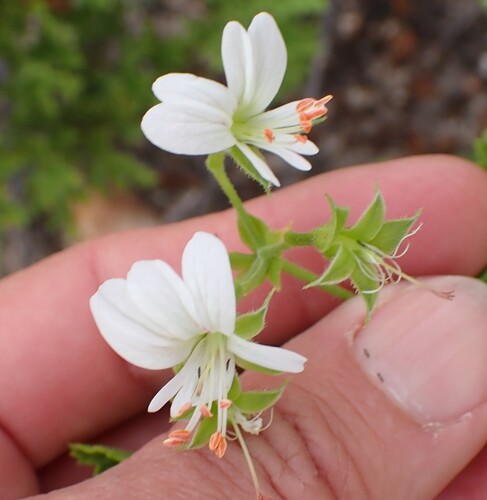 Pelargonium ribifolium, photograph 3