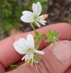 (c) Karen Eichholz, some rights reserved (CC BY) Pelargonium ribifolium, photograph (c) Karen Eichholz, some rights reserved (CC BY)