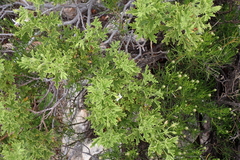 (c) Karen Eichholz, some rights reserved (CC BY) Pelargonium ribifolium, photograph (c) Karen Eichholz, some rights reserved (CC BY)