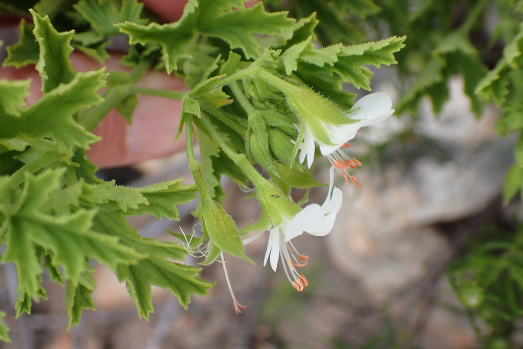 Pelargonium ribifolium; photograph (c) Karen Eichholz, some rights reserved (CC BY)