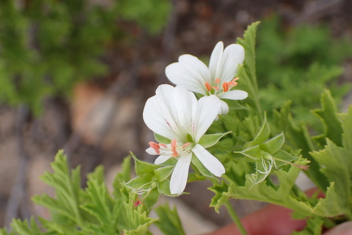 Pelargonium ribifolium, photograph 4