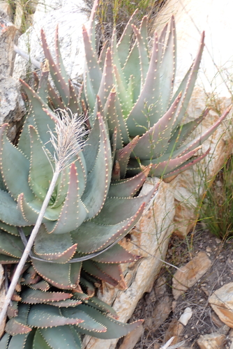 Aloe comptonii