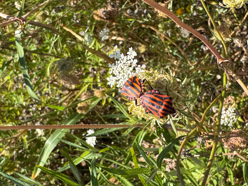 Continental Striped Shield Bug